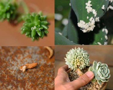 多肉生虫子了小白虫怎么办 多肉植物里小白虫次根除方法