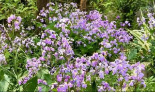 诸葛菜怎么做好吃 诸葛菜如何做好吃