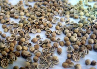 香菜用什么办法发芽快 香菜很难出芽最快催芽方法