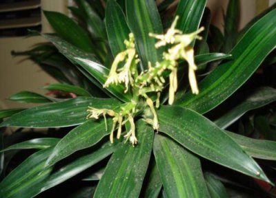 凤尾竹开花吗 开花什么样子