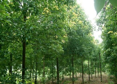 樟树是什么树 产地分布在哪些地方