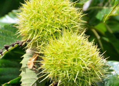 板栗种植中常见病害 板栗病虫害防治技术与方法措施