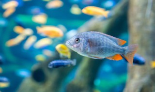 金鱼和鹦鹉鱼能一起养吗 鹦鹉鱼和金鱼可以混养么