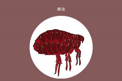 去剪发虫最简单的方法 剪发虫长什么样子图片