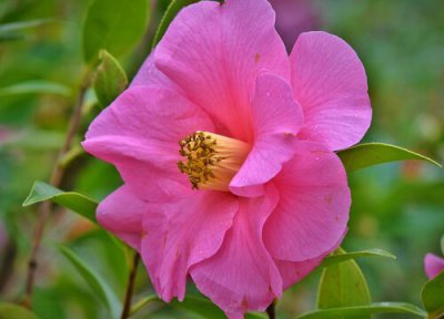 山茶花不开花的原因 山茶花不开花什么原因