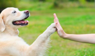 高铁可以带宠物么 高铁能不能带宠物