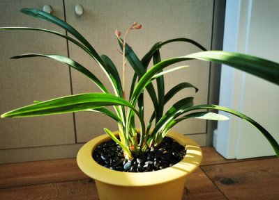 夏季如何养兰花长新芽 夏天养兰花怎样出的新叶长得快