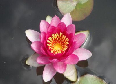 碗莲品种排名 碗莲小型哪种品种好