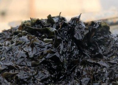 海苔和紫菜区别 海苔和紫菜的区别
