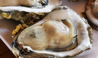 牡蛎怎么保鲜 牡蛎怎么保存时间长