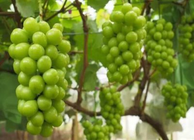 晴王是什么水果 晴王属于什么水果