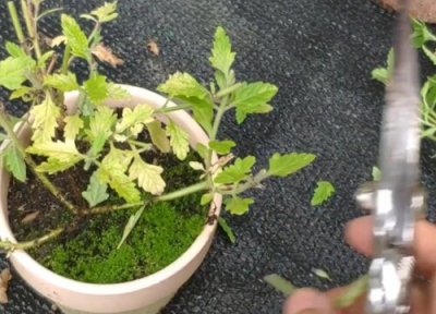 美女樱叶子干枯掉落原因 美女樱叶子干枯原因及处理方法