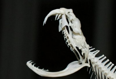 蛇的寿命一般多少年 蛇的寿命最长能活多少年时间