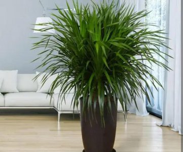 客厅养什么绿植最好看又好养 最适合客厅摆放的植物盆栽