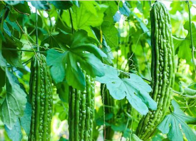 露天苦瓜高产种植技术与管理要点 怎样栽培提高苦瓜产量