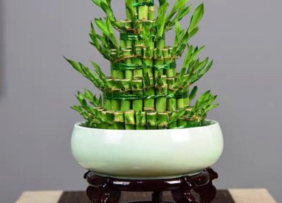 吧台放什么花风水好 家里装吧台从风水上有什么好处