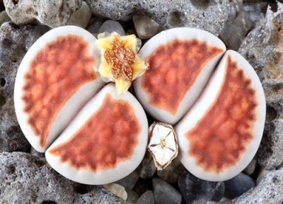 生石花双胞胎能分开吗 生石花爆双变成2个需要分开吗