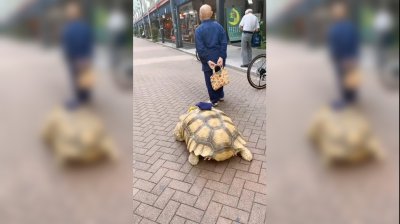 乌龟能活多久 家里养的巴西龟最多可以活到多大年龄