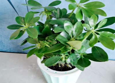 鸭掌木喜阴还是喜阳 鸭掌木喜阴还是喜阳光的植物