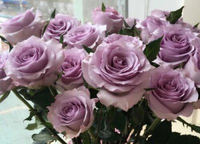 海洋之歌月季是藤本还是灌木 海洋之歌月季属于藤本还是灌木