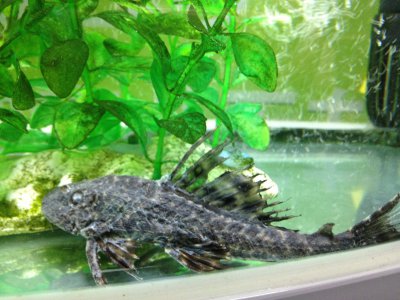 清道夫是什么鱼品种 清道夫竟能为人类带来好处