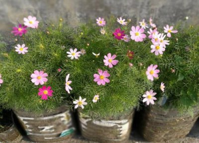 波斯菊一盆种几棵 波斯菊一盆种几株好