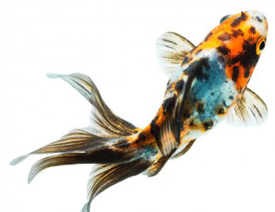 什么金鱼最好养适合新手 家里哪种金鱼抗病性强又易养活