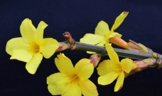 常见灌木植物有哪些 常见灌木植物有什么