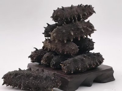 如何鉴别海参的好坏 从哪几方面可以辨别海参的优劣