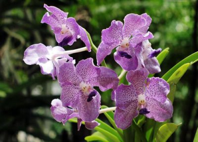 兰花杀虫多久喷一次 兰花喷杀菌药后如何保持长势