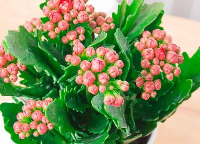 家里植物很旺盛代表什么征兆 绿植花草长的旺盛风水好吗