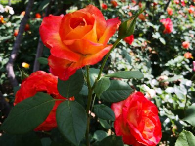 月季和玫瑰的区别在哪里 教你学会10种最全面的区分方法