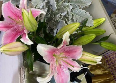 百合盆栽一年开几次花 多久开一次花