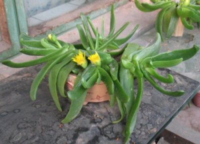 佛手掌怎么养护叶肉肥又厚 佛掌多肉的养殖方法和注意事项