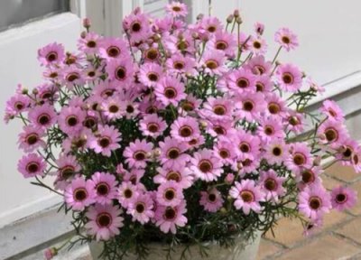 家里为什么不能养玛格丽特花 玛格丽特可以在室内养吗