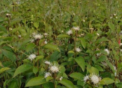 苍术能否泡水喝 苍术可以泡水喝吗