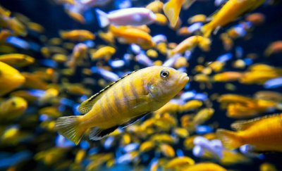 鱼缸水发黄但是很清澈什么原因 鱼缸水发黄是怎么回事