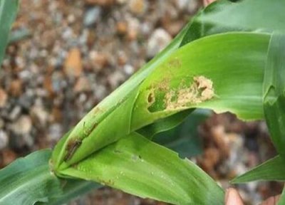 几丁聚糖在农业的功效作用 农业应用的几丁聚糖是什么东西