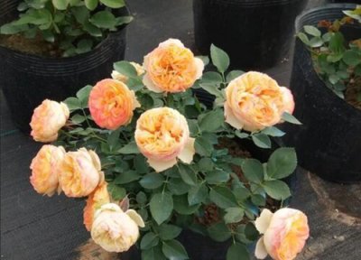 最漂亮的欧月品种 什么品种欧月好养好看