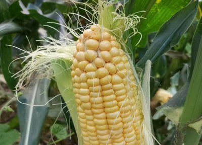 良玉df31玉米种子简介 良玉DF31品种审定公告