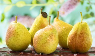 梨树苗在家怎么种植 梨树苗在家如何种植