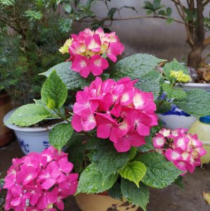 花盆土里生虫子用什么方法解决 花盆小黑虫的消灭小窍门