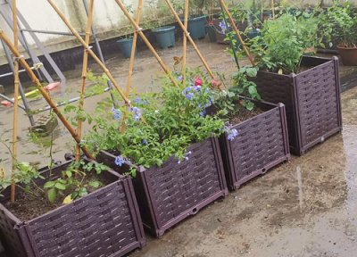 花卉养护中避免的浇水误区 绿植养护中浇水应注意哪些问题