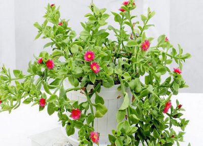 牡丹吊兰花期时间 牡丹吊兰花期是什么时候