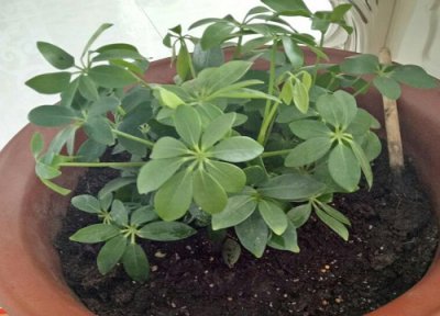 鸭掌木会发侧芽吗 夏季要想鸭掌木长新芽怎么养