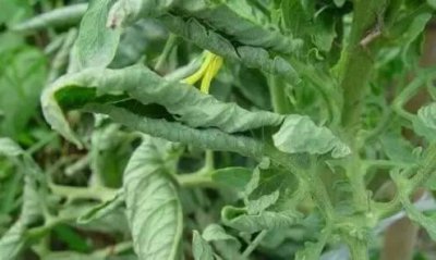 高温对蔬菜哪些地方有影响 高温对蔬菜生长影响及生产措施