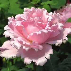 索菲罗莎月季花的优缺点 索菲罗莎月季好养吗 花期多长