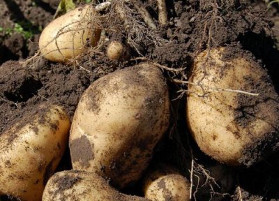 马铃薯亩产量多少斤 马铃薯一亩产量多少斤