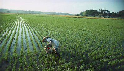 中国耕地面积占世界百分之几 我国的农业水平究竟如何