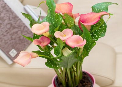 马蹄莲耐寒多少度 能耐多少度低温